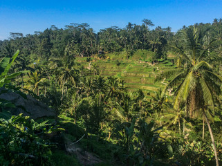 Fototapeta na wymiar Tegalalang Rice Terraces, Ubud - Bali, Indonesia