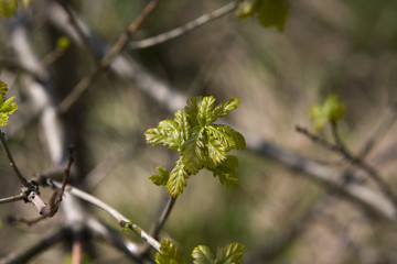 young oak leaves