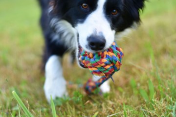 bordercollie
