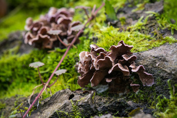 Macro photo - brown fungus and moss on putrescent stump