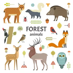 Fotobehang Bosdieren Vectorillustratie van dieren in het bos: elanden, hinde, egel, vos, uil, lynx, stinkdier, wilde zwijnen, spechten en andere vogels, geïsoleerd op de achtergrond.
