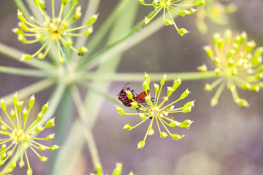 dos chinches ,graphosoma, de color rojo y negro en unas hojas de flores silvestres en un campo al atardecder.
