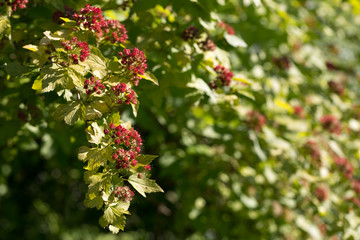 Bladder in the garden under the sun.