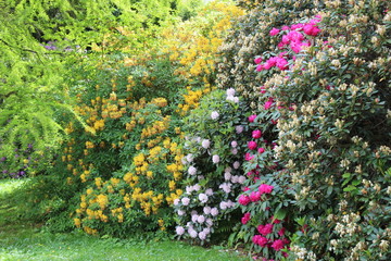 Obraz premium Rhododendronblüte im Karthausgarten Eisenach
