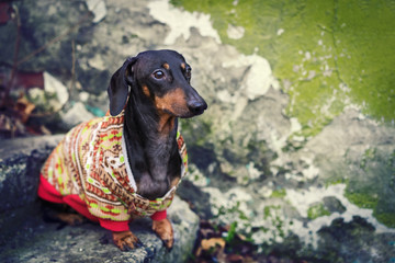 Cute dog of  dachshund breed, black and tan, in colored clothes (sweater, jacket) sits urban on a staircase with a dirty wall in the city