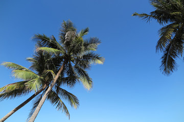 Fototapeta na wymiar Coconut palms (Cocos nucifera) against a blue sky