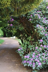 Rhododendronblüte im Karthausgarten Eisenach