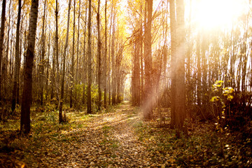 Obraz premium autumn forest landscape with low sun illuminating small trees