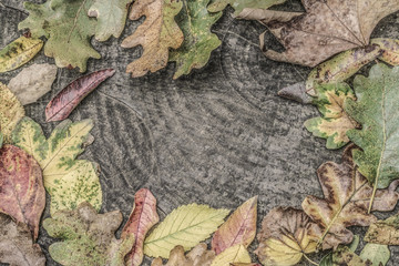 Dried autumn leaf on wooden background