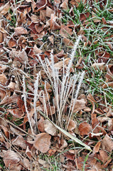 Hoarfrost on dry grass and on the leaves.