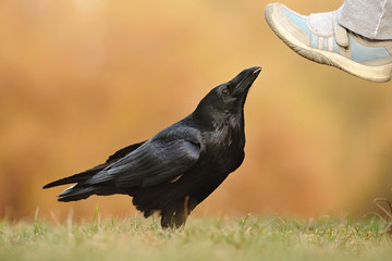 The common raven (Corvus corax), also known as the northern raven, all-black passerine bird. A raven is one of several larger-bodied species of the genus Corvus.