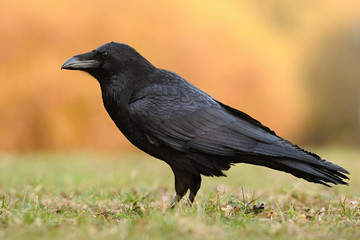 The common raven (Corvus corax), also known as the northern raven, all-black passerine bird. A...