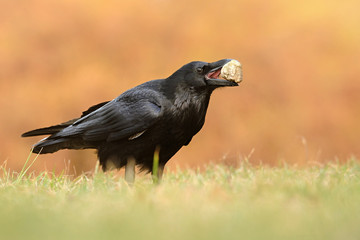 The common raven (Corvus corax), also known as the northern raven, all-black passerine bird. A raven is one of several larger-bodied species of the genus Corvus.