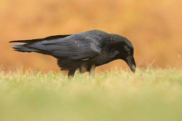 The common raven (Corvus corax), also known as the northern raven, all-black passerine bird. A raven is one of several larger-bodied species of the genus Corvus.