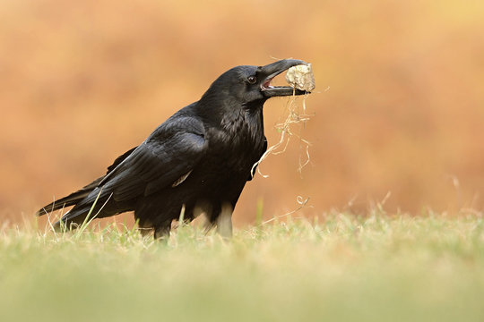 The common raven (Corvus corax), also known as the northern raven, all-black passerine bird. A raven is one of several larger-bodied species of the genus Corvus.
