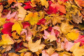 Naklejka na ściany i meble leaves in autumn
