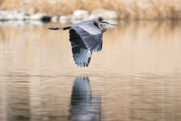 Great Blue Heron in Flight