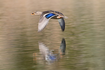 Mallard in Flight
