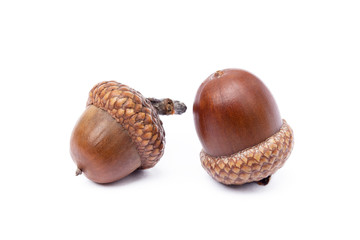 Ripe acorns isolated on a white background