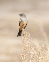 Say's Phoebe
