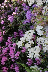 Obraz premium Rhododendronblüte im Karthausgarten Eisenach