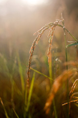 Jasmin rice on rice field