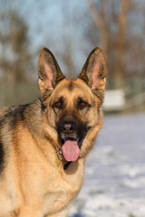 German Shepherd Facing Front