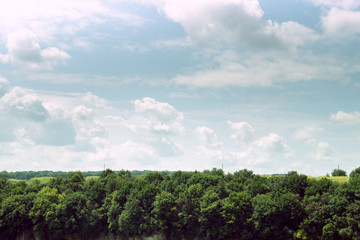 Forest on the rock and nice dramatic sky