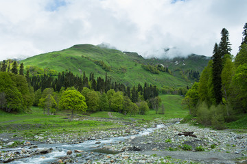 Fototapeta na wymiar Mountain river in the forests of Abkhazia