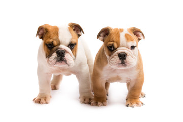 Two English bulldog puppies playing in front of a white background