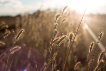 Grass in autumn