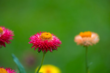 Amazing flowers at the end of summer