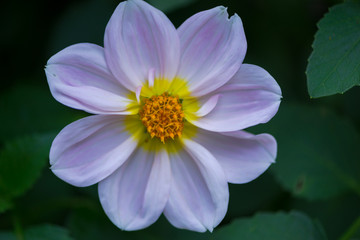 Amazing flowers at the end of summer