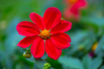 Amazing flowers at the end of summer