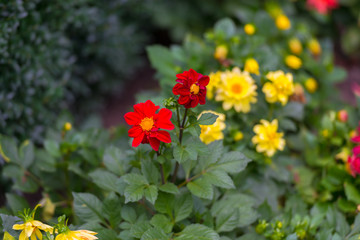 Amazing flowers at the end of summer