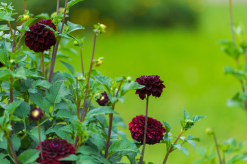 Amazing flowers at the end of summer