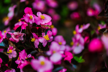 Flowers in botanical garden