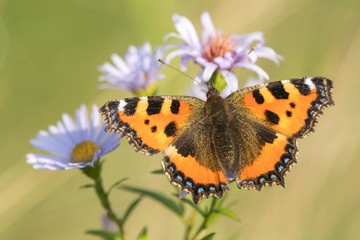 Beautiful nature scene with butterfly Macro shot of butterfly on the flower. Butterfly in the nature habitat.
