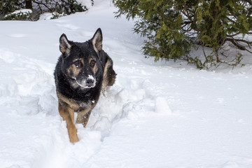 Czech Line German Shepherd Dog. Czech Working Line Breed of the German Shepherd Dog walking through deep snow.