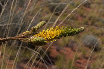 Honey Grevillea (Grevillea eriostachya). An Australian native shrub.