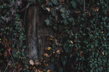 Natural background. Leaf wallpaper