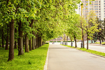 The asphalt walkway along the green autumnal Park
