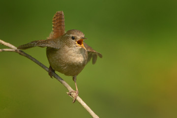 The Eurasian wren (Troglodytes troglodytes) is a very small bird, and the only member of the wren family Troglodytidae found in Eurasia and Africa. Singing