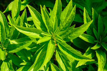 Spring background. Young herbs growing on earth