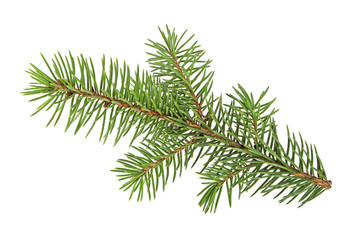 Obraz premium Gałąź jodły na białym tle