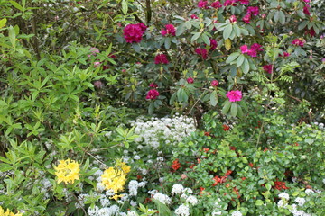 Rhododendronblüte im Karthausgarten Eisenach