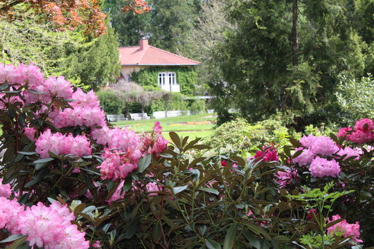 Rhododendronbl&uuml;te im Karthausgarten Eisenach