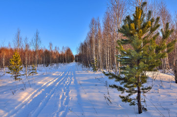 Sunny day in the winter forest