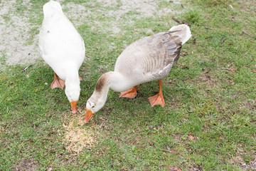 High angle view of goose and gander eating seeds on grass (selective focus)