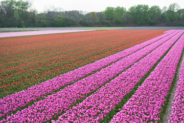 Obraz na płótnie Canvas Tulips field in holland